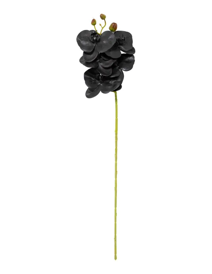 301001736338-galerias el triunfo