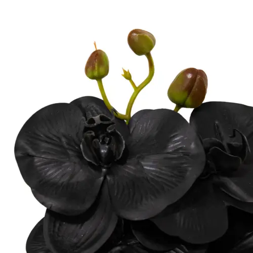 Vara de orquidea negra de 1x67x1cm