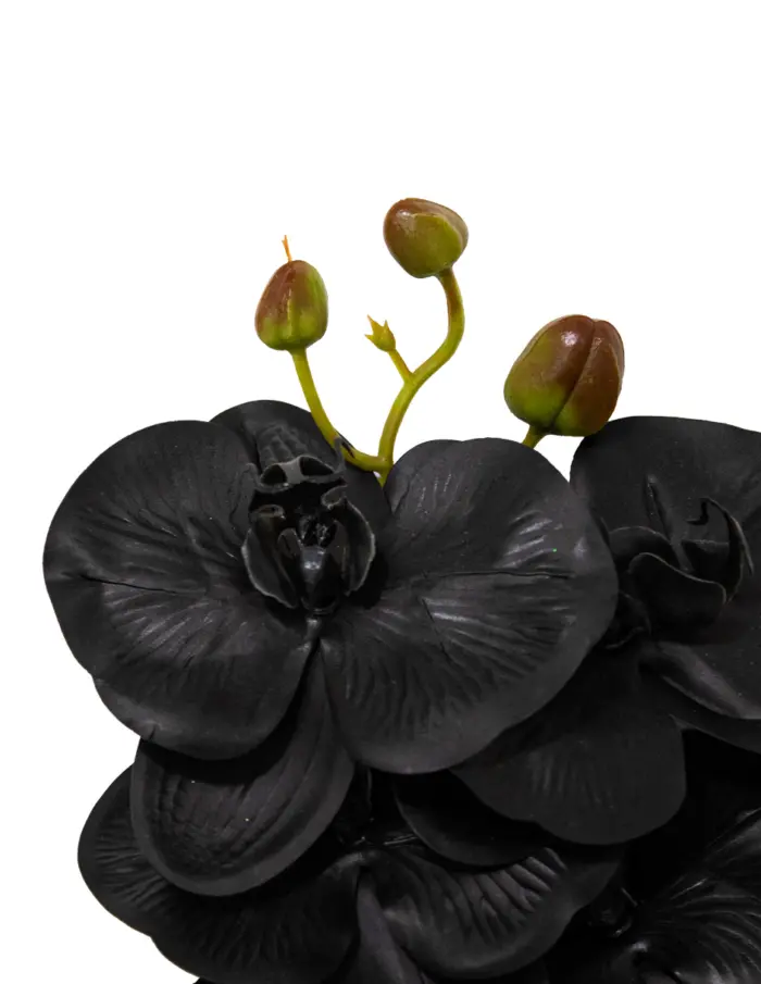 Vara de orquidea negra de 1x67x1cm - Image 2
