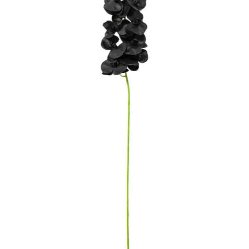 Vara de orquidea negra de 1x100x1cm