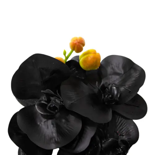 Vara de orquidea negra de 1x100x1cm