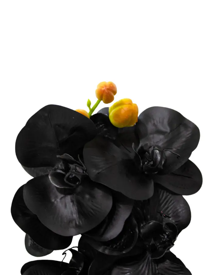 Vara de orquidea negra de 1x100x1cm - Image 2