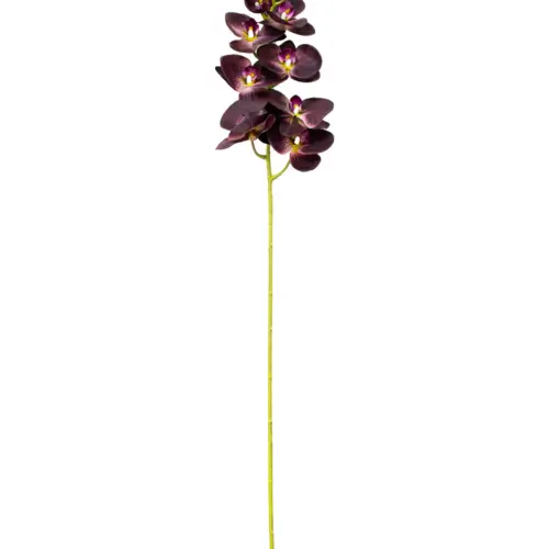 Vara de orquidea morada oscura de 1x100x1cm