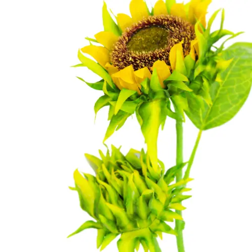 Vara con 2 girasoles amarillos de 11x87x0.1cm