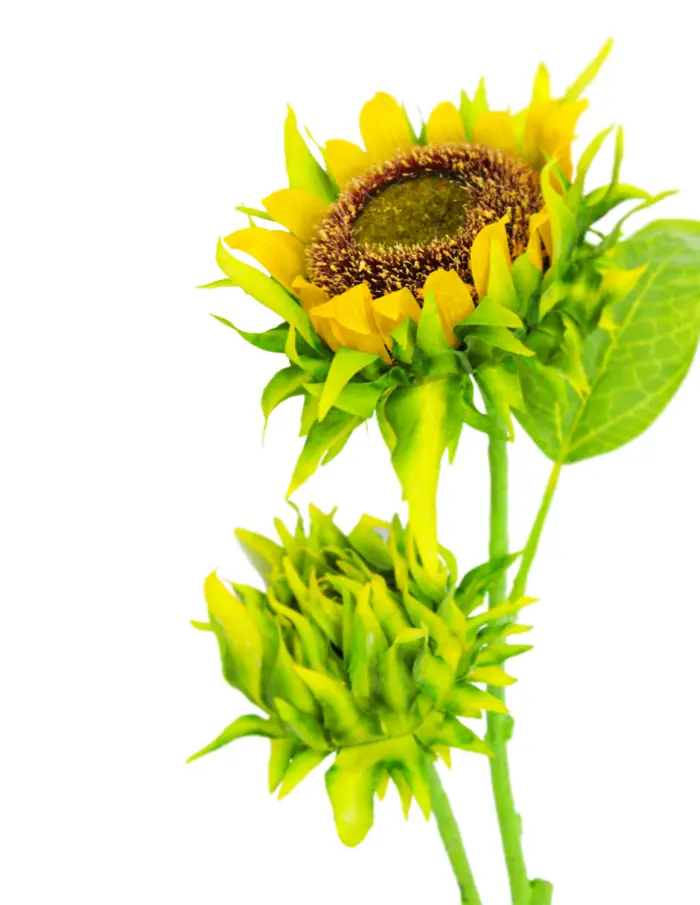 Vara con 2 girasoles amarillos de 11x87x0.1cm - Image 2