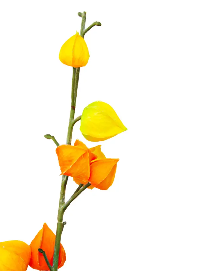 Vara de flores naranja de 7x75x0.1cm - Image 2