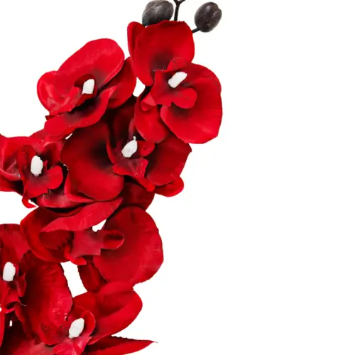 Vara de orquidea roja