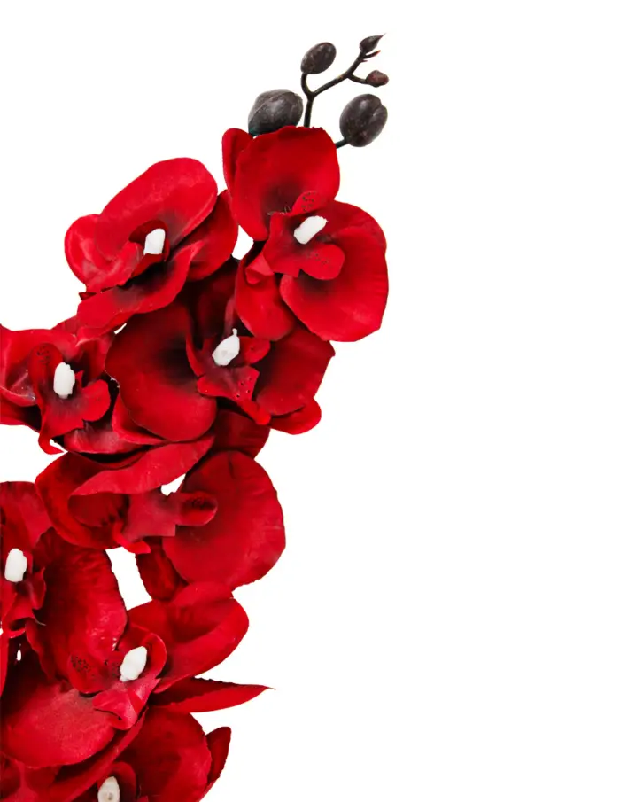Vara de orquidea roja - Image 2