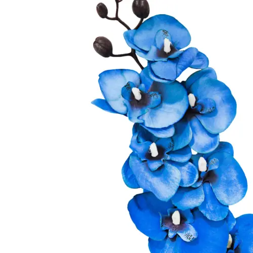 Vara de orquidea azul