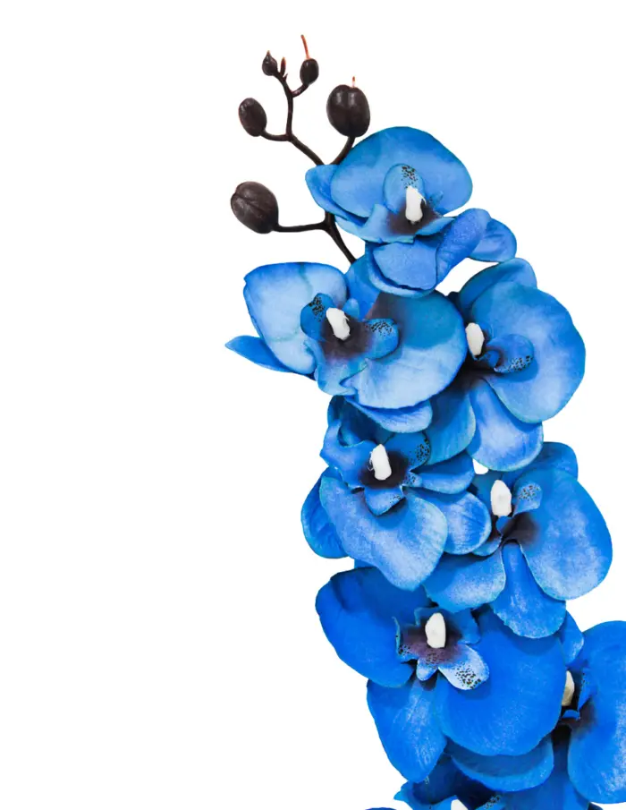 Vara de orquidea azul - Image 2