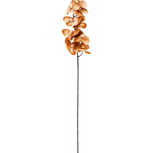 Vara de orquidea café