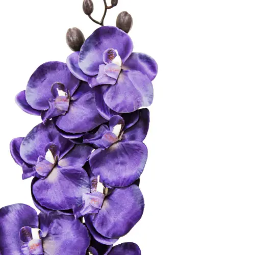 Vara de orquidea negra