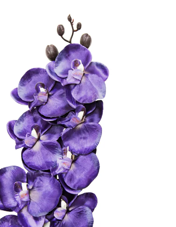 Vara de orquidea negra - Image 2