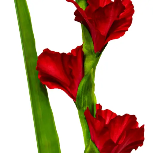 Vara de flor gladiola roja de 11x87x0.1cm