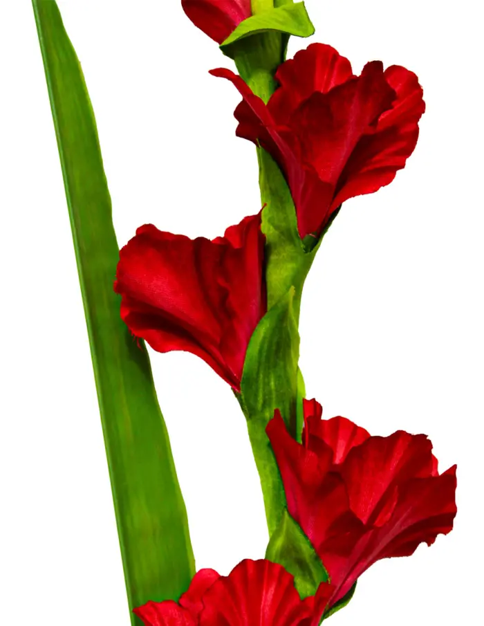 Vara de flor gladiola roja de 11x87x0.1cm - Image 2