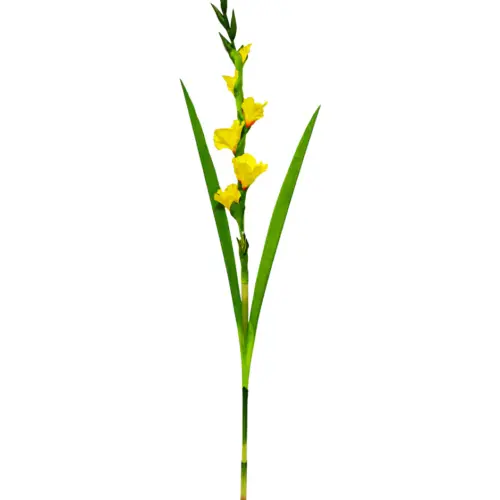 Vara de flor de gladiola amarilla de 10x115x0.1cm