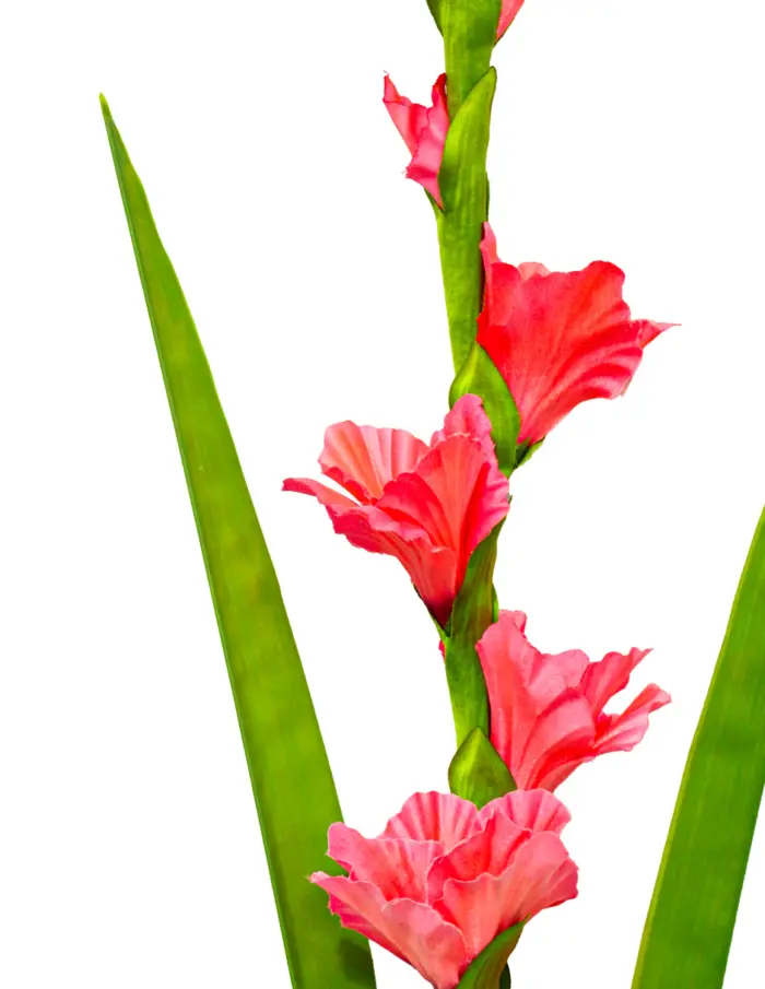 Vara de flor de gladiola rosa fuerte de 10x115x0.1cm - Image 2