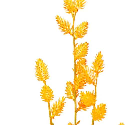 Vara de follaje tipo piñas naranja de 16x89x0.1cm
