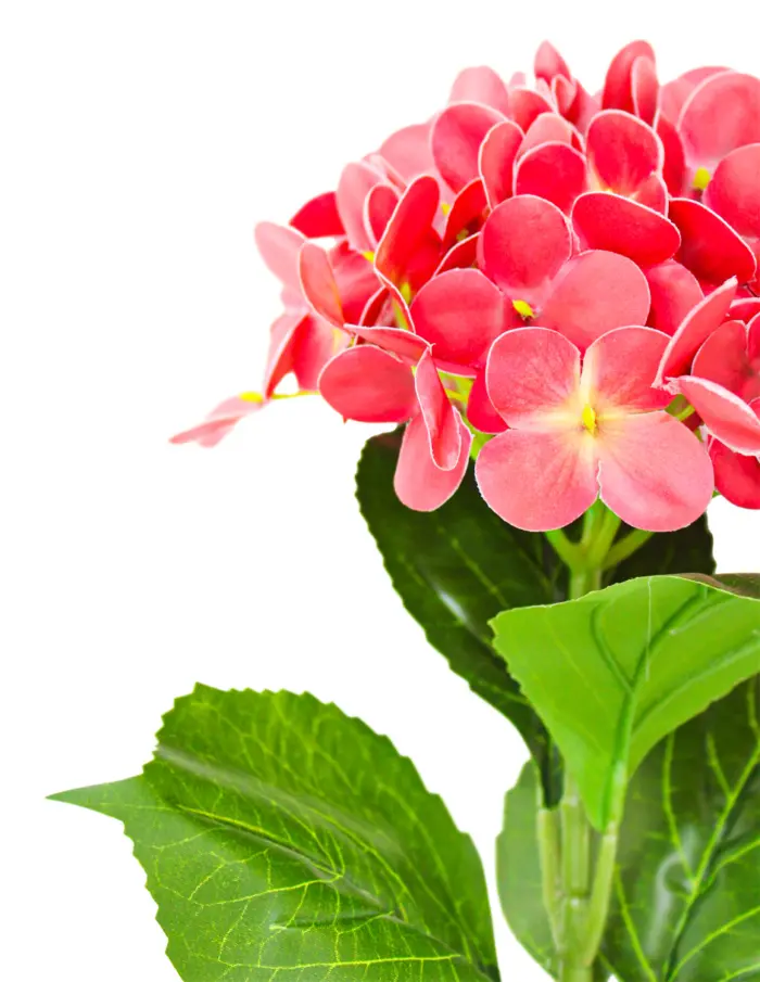 Vara de hortensia roja de 18x66x0.1cm - Image 2