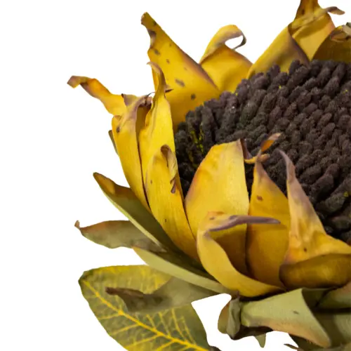 Vara de girasol café