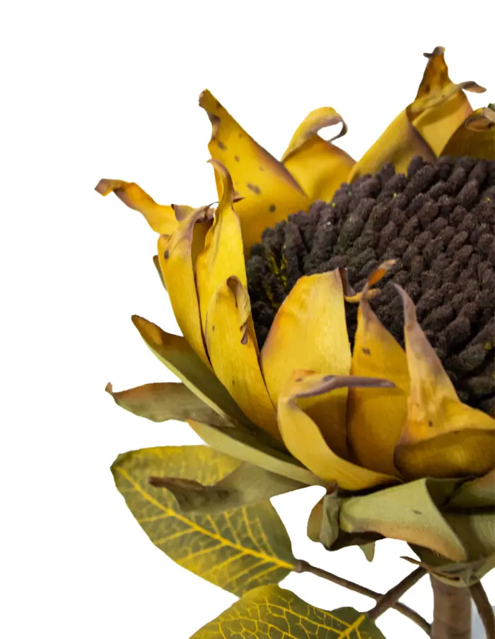 Vara de girasol café - Image 2