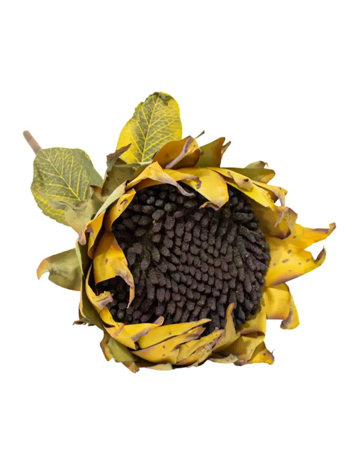 Vara de girasol café - Image 3