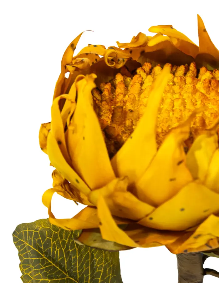 Vara de girasol naranja - Image 2