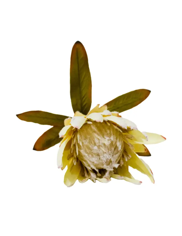 Vara de flor artificial exotica blanca - Image 3
