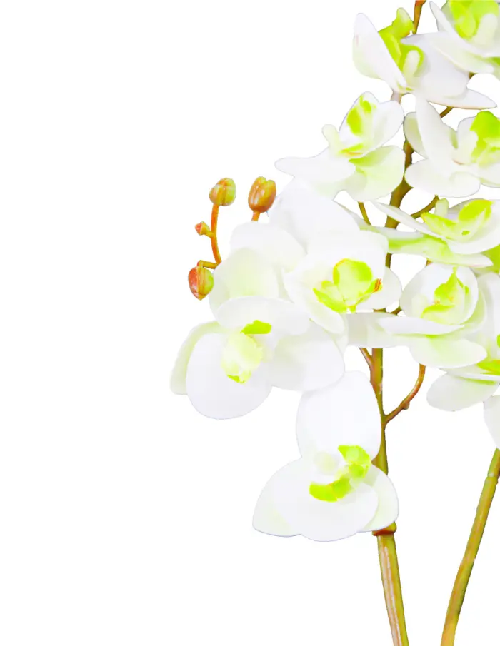 Vara de orquideas blancas de 15x75x0.1cm - Image 2