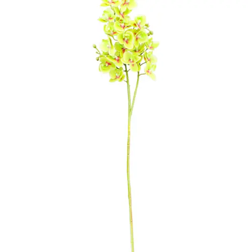 Vara de orquideas verdes de 15x75x0.1cm