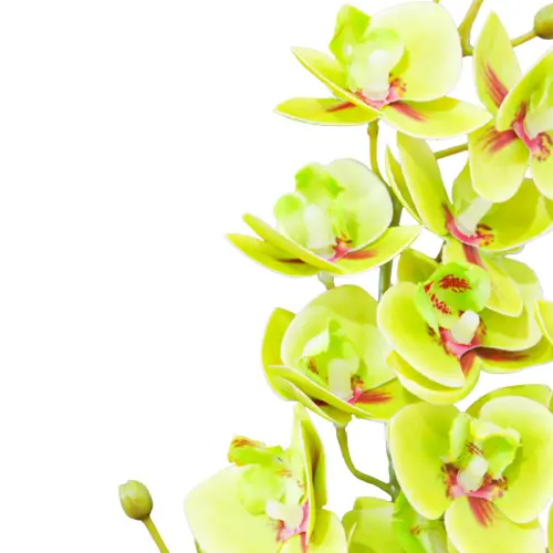 Vara de orquideas verdes de 15x75x0.1cm