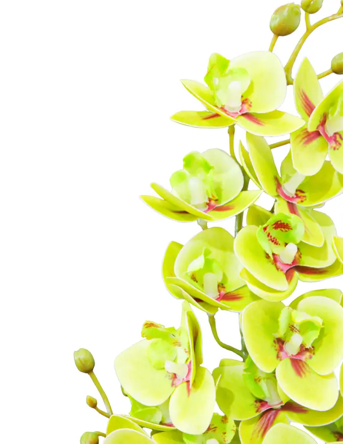 Vara de orquideas verdes de 15x75x0.1cm - Image 2