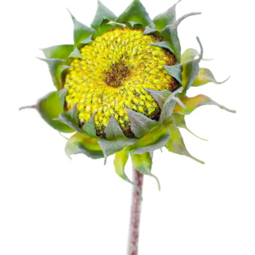 Vara con flor de girasol verde de 11x60x0.1cm