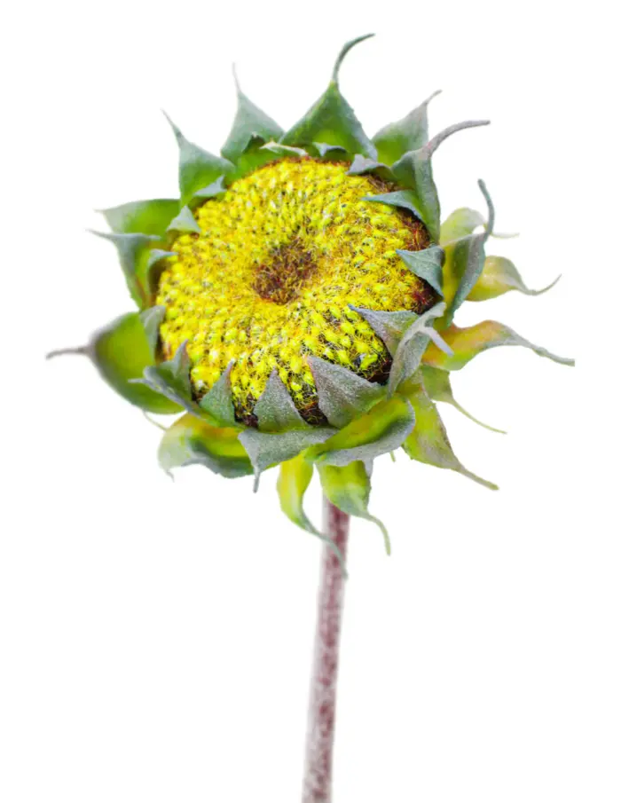 Vara con flor de girasol verde de 11x60x0.1cm - Image 2