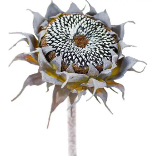 Vara con flor de girasol negra de 11x60x0.1cm