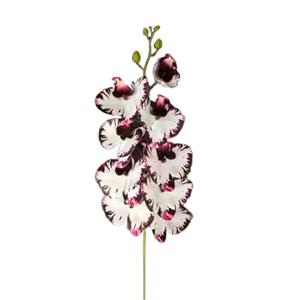 Vara de orquidea blanca matizada