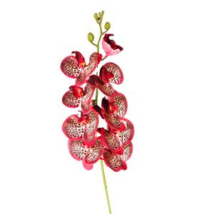 Vara de orquidea roja punteada