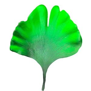 Hoja de fomi verde Ginkgo