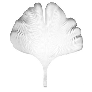 Hoja plateada de fomi Ginkgo