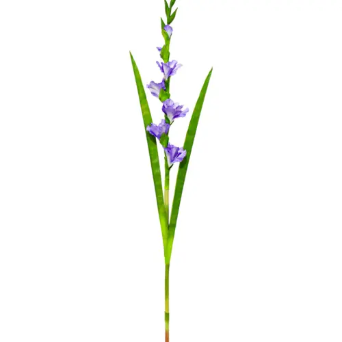 Vara de flor de gladiola púrpura de 12x68x0.1cm