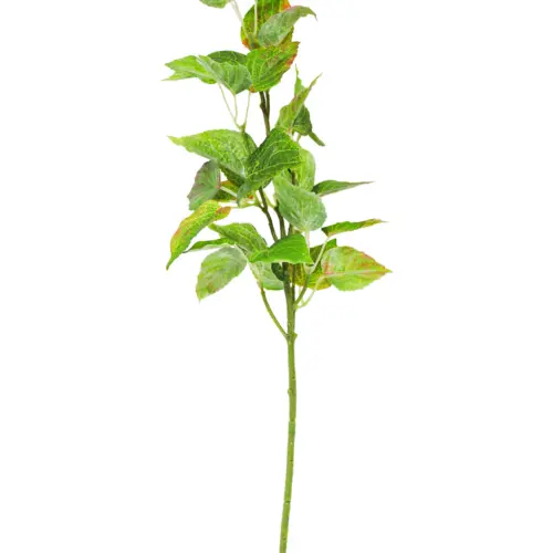 Vara de hojas