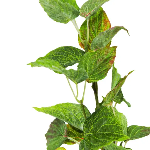 Vara de hojas
