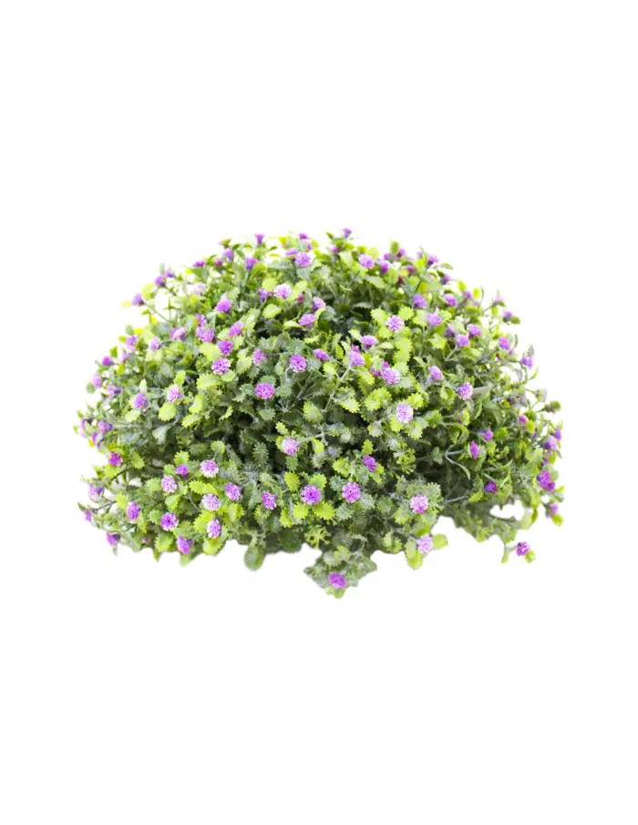 Esfera  de alcaravea - Image 2