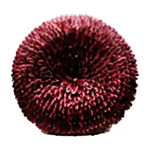 Decoración diseño flor roja