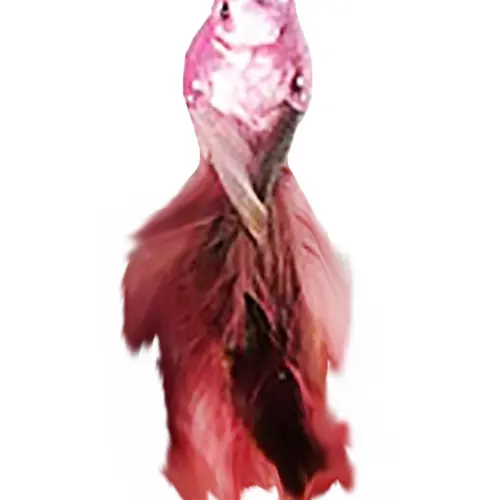 Pajaro de cola larga rosa con pinza de 15.5cm
