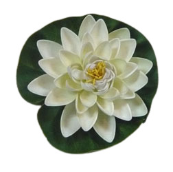 Loto blanco en hoja flotante