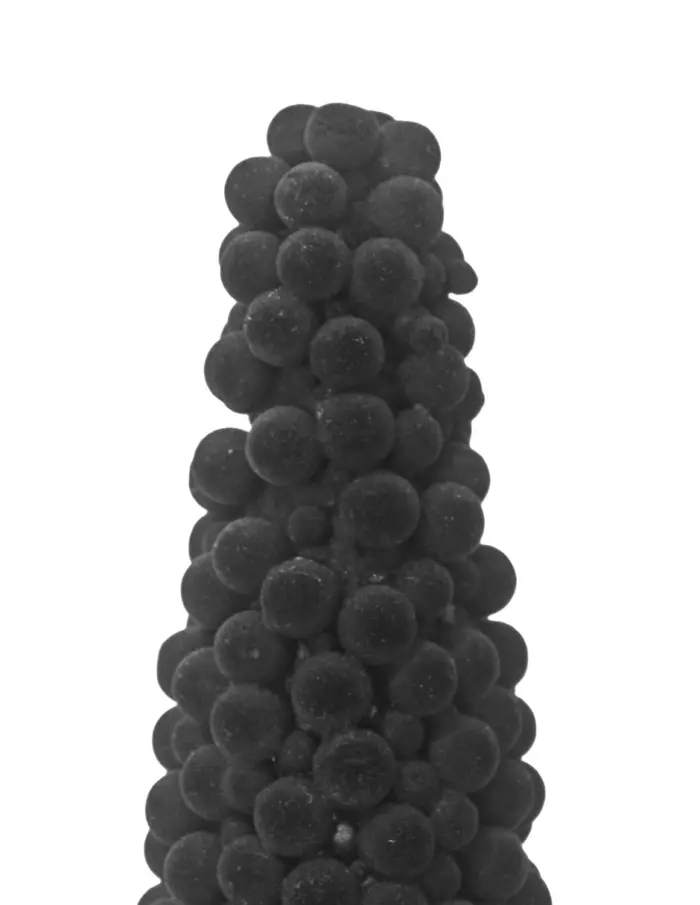 Cono con pompones negros - Image 2