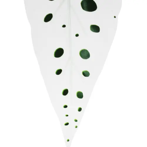 Vara de hojas blancas con puntos verdes de 26x73x0.1cm
