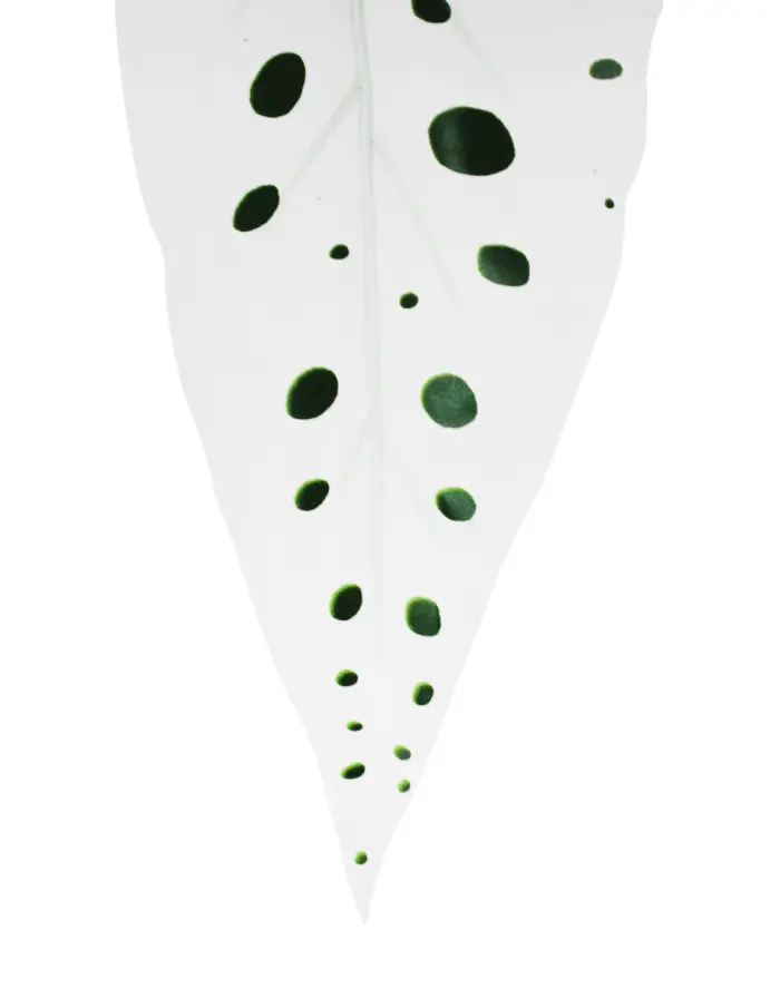 Vara de hojas blancas con puntos verdes de 26x73x0.1cm - Image 2