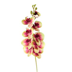 Vara de orquidea verde con vino